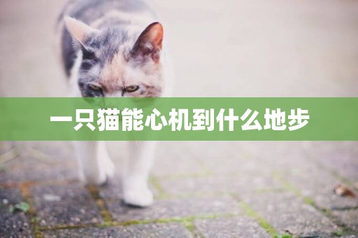 一只貓能心機到什么地步
