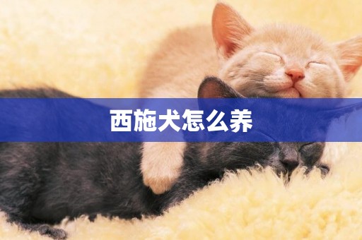西施犬怎么養