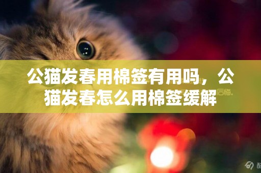 公貓發春用棉簽有用嗎，公貓發春怎么用棉簽緩解