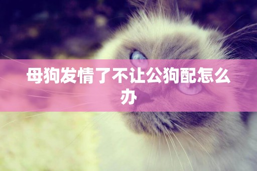 母狗發情了不讓公狗配怎么辦