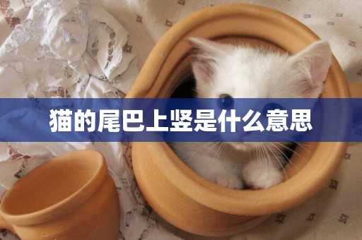 貓的尾巴上豎是什么意思