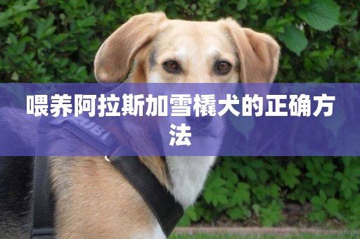 喂養阿拉斯加雪橇犬的正確方法