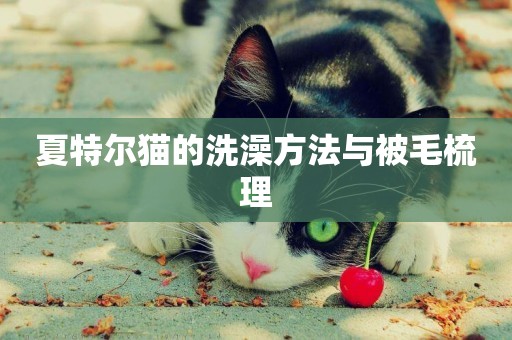 夏特爾貓的洗澡方法與被毛梳理
