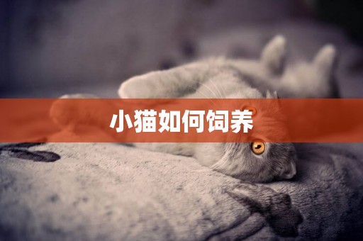 小貓如何飼養