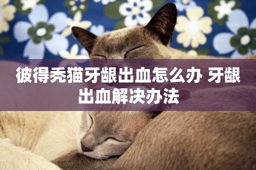 彼得禿貓牙齦出血怎么辦 牙齦出血解決辦法