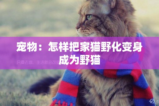 寵物：怎樣把家貓野化變身成為野貓