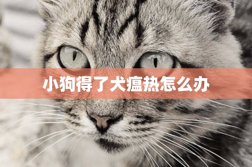 小狗得了犬瘟熱怎么辦