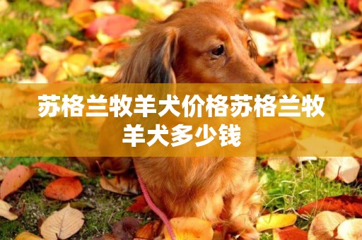 蘇格蘭牧羊犬價格蘇格蘭牧羊犬多少錢