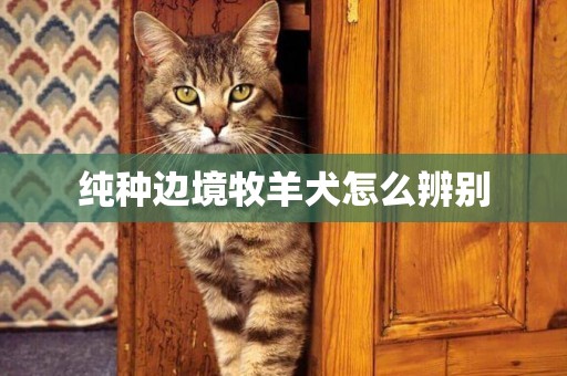 純種邊境牧羊犬怎么辨別