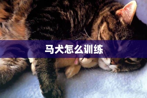 馬犬怎么訓練