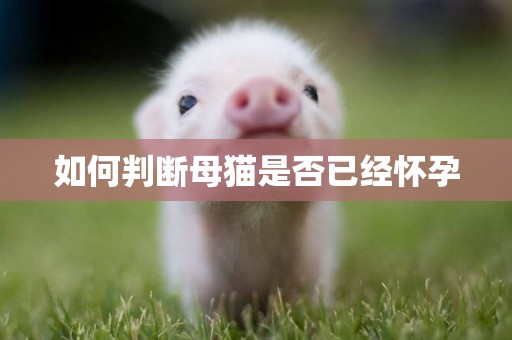 如何判斷母貓是否已經懷孕