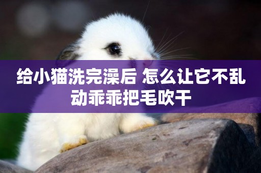 給小貓洗完澡后 怎么讓它不亂動乖乖把毛吹干