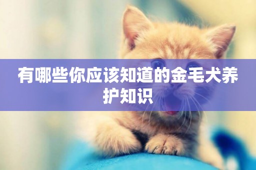 有哪些你應該知道的金毛犬養護知識