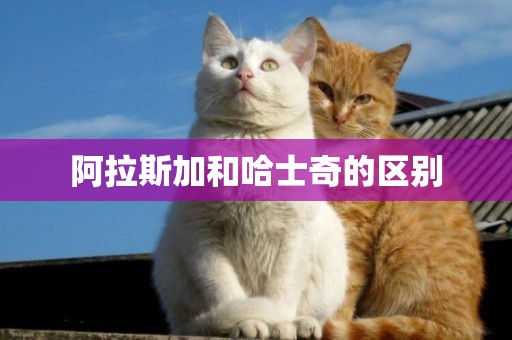 阿拉斯加和哈士奇的區別
