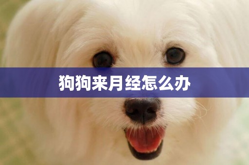 狗狗來月經怎么辦