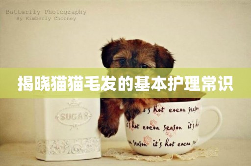 揭曉貓貓毛發的基本護理常識