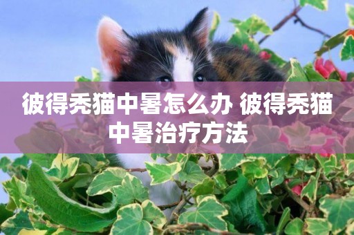 彼得禿貓中暑怎么辦 彼得禿貓中暑治療方法