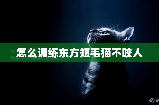 怎么訓練東方短毛貓不咬人