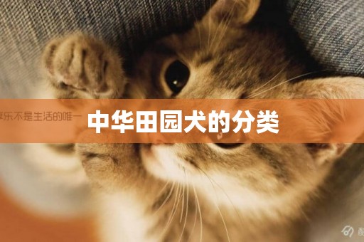 中華田園犬的分類