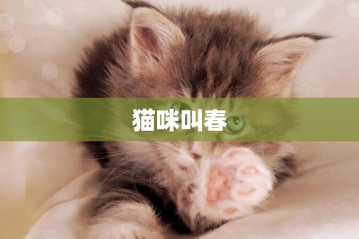 貓咪叫春