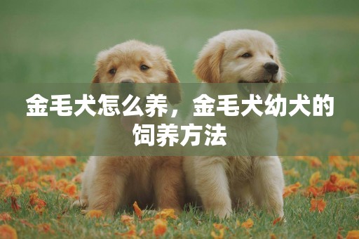 金毛犬怎么養，金毛犬幼犬的飼養方法