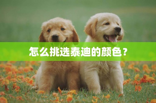 怎么挑選泰迪的顏色？