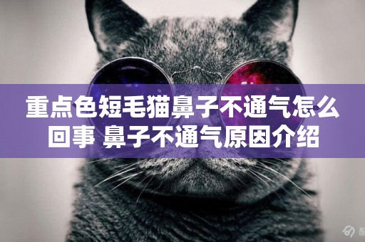 重點色短毛貓鼻子不通氣怎么回事 鼻子不通氣原因介紹