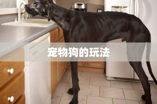 寵物狗的玩法