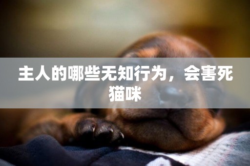 主人的哪些無知行為，會害死貓咪