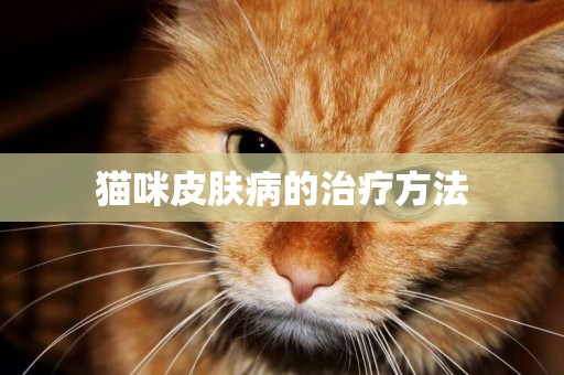貓咪皮膚病的治療方法