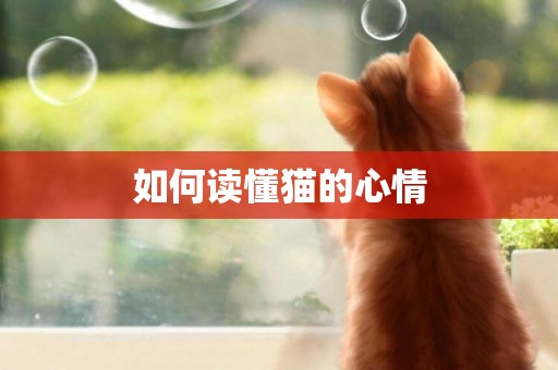 如何讀懂貓的心情
