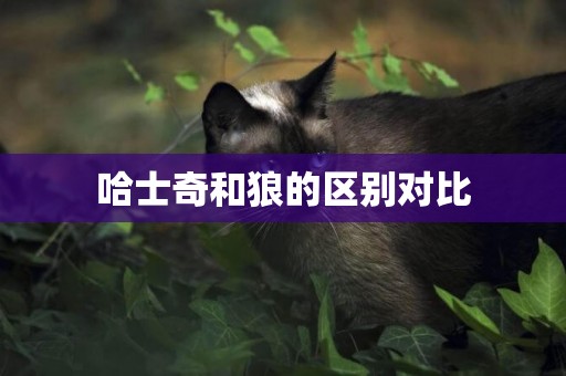哈士奇和狼的區別對比