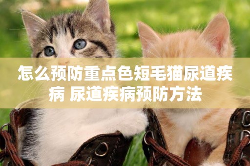 怎么預防重點色短毛貓尿道疾病 尿道疾病預防方法