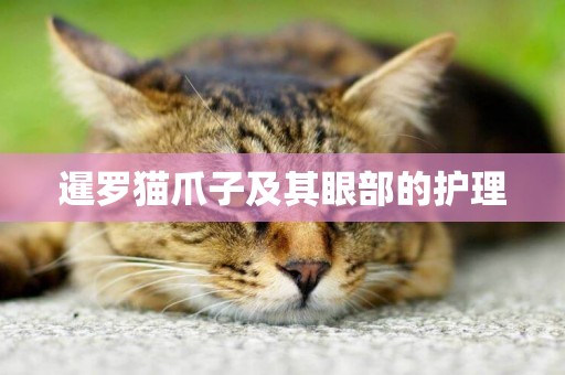 暹羅貓爪子及其眼部的護理