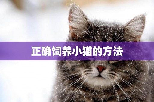 正確飼養小貓的方法