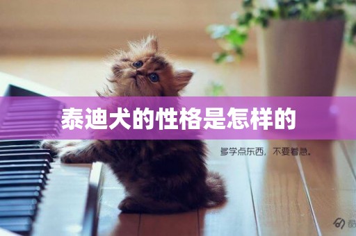 泰迪犬的性格是怎樣的