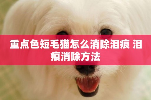 重點色短毛貓怎么消除淚痕 淚痕消除方法