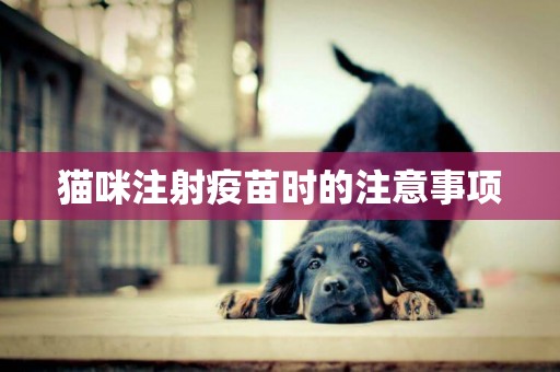 貓咪注射疫苗時的注意事項
