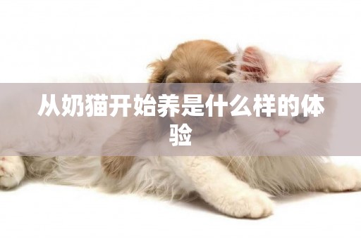 從奶貓開始養是什么樣的體驗