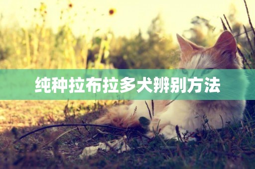 純種拉布拉多犬辨別方法