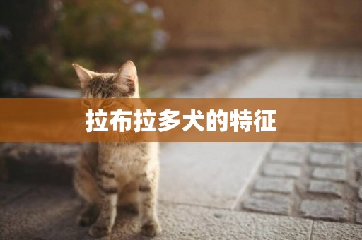 拉布拉多犬的特征