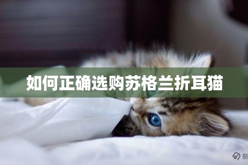 如何正確選購蘇格蘭折耳貓