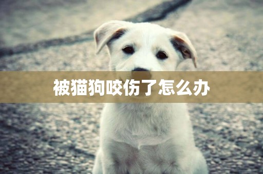 被貓狗咬傷了怎么辦