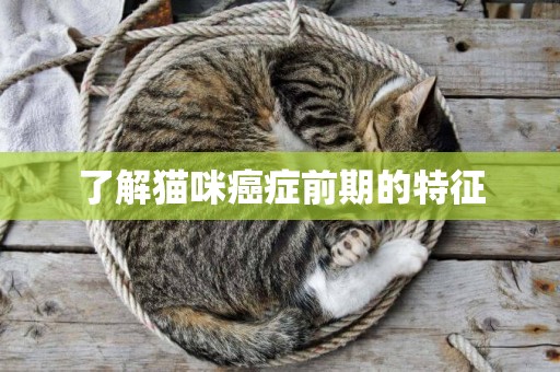 了解貓咪癌癥前期的特征