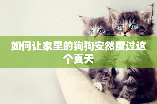 如何讓家里的狗狗安然度過這個夏天