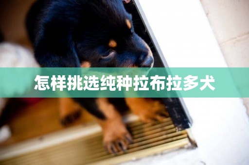 怎樣挑選純種拉布拉多犬