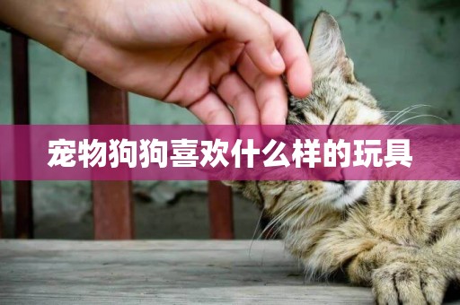 寵物狗狗喜歡什么樣的玩具