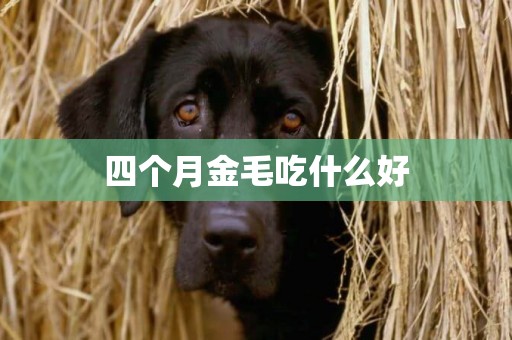 四個月金毛吃什么好
