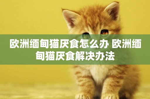 歐洲緬甸貓厭食怎么辦 歐洲緬甸貓厭食解決辦法