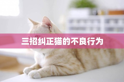 三招糾正貓的不良行為
